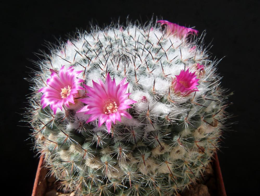 Mammillaria